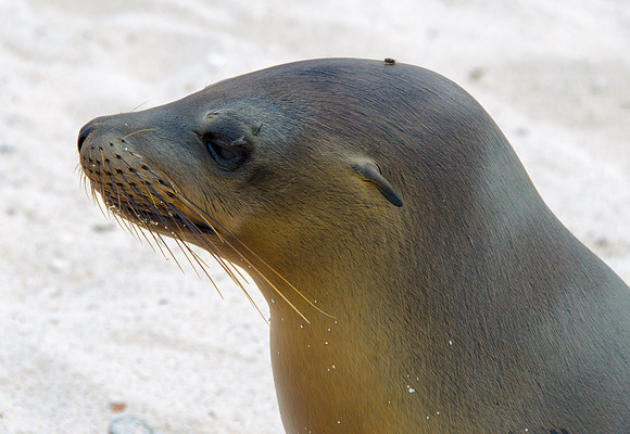Sea Lion, Galapagos Islands