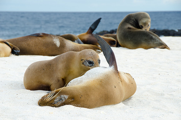 Sea Lions,  Galapagos Islands