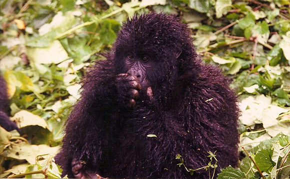 Gorilla, Zaire