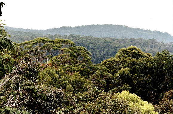 Borneo Jungle