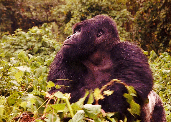 Gorilla, Zaire