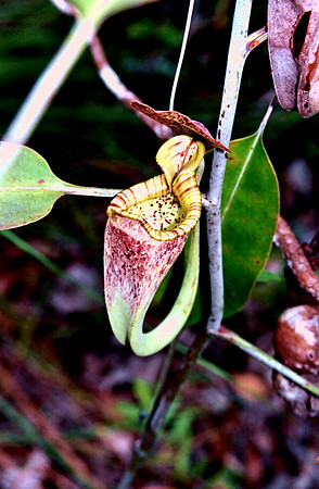 Carniverous Pitcher Plant