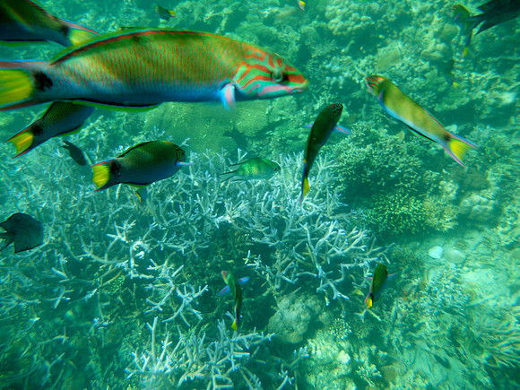 Coral Gardens, Coron
