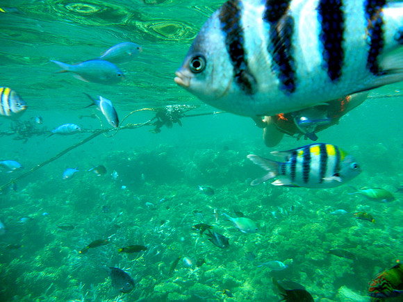 Coral Gardens, Coron