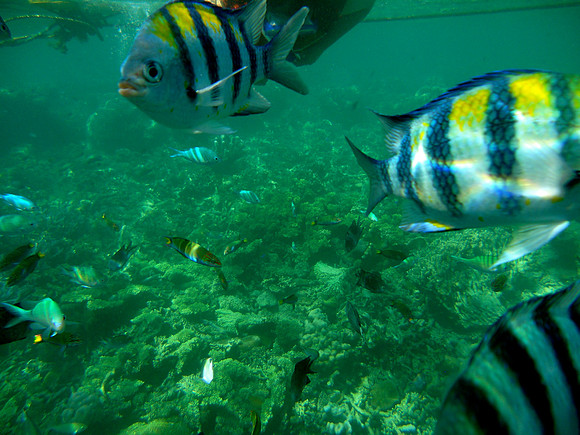 Coral Gardens, Coron