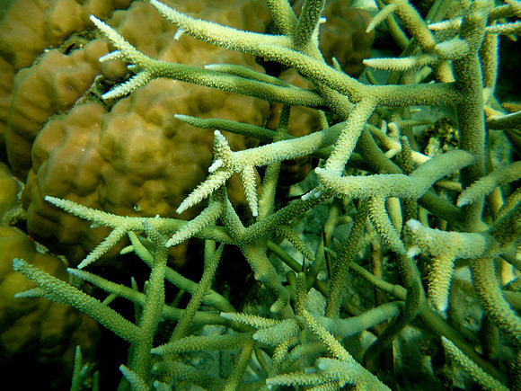 Coral Gardens, Coron