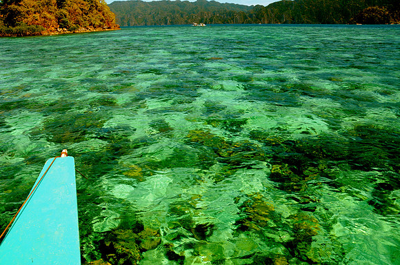 Coral Gardens From Above, Coron