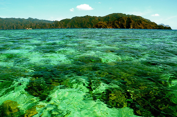 Coral Gardens From Above, Coron