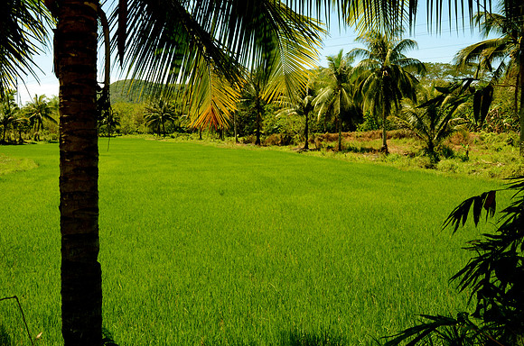 Rice Paddies