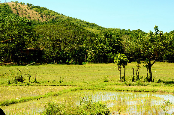 Rice Paddies