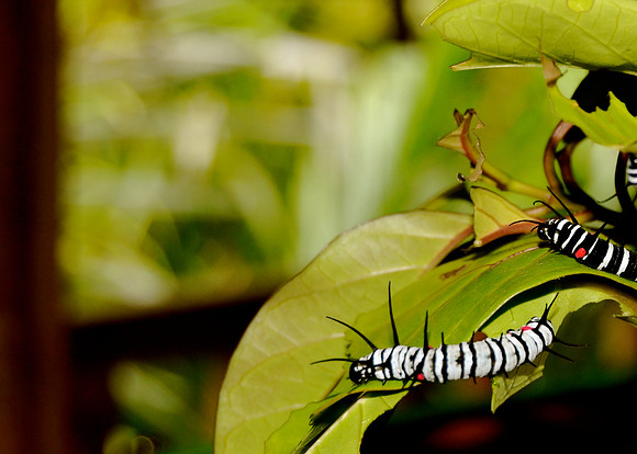 Butterfly Larvae, Bohol