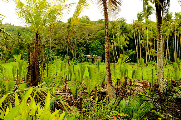 Tropical Bohol