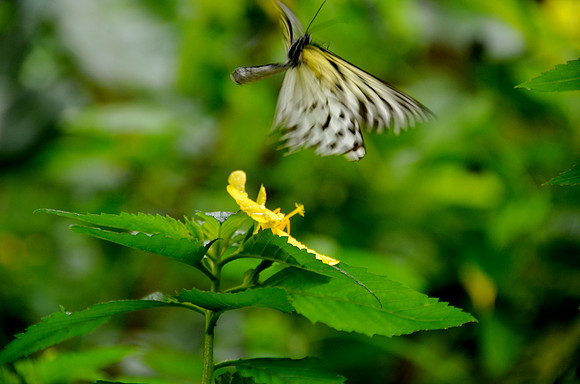 Butterflies, Bohol
