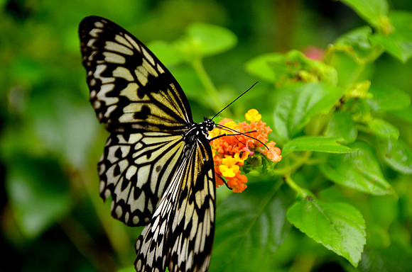 Butterfly, Bohol