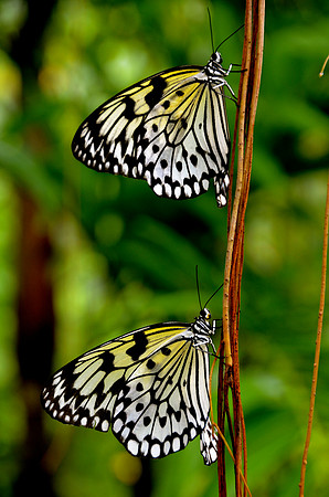 Butterflies, Bohol