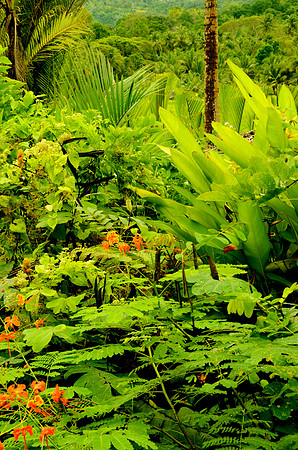 Tropical Bohol