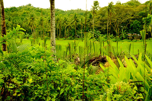 Tropical Bohol