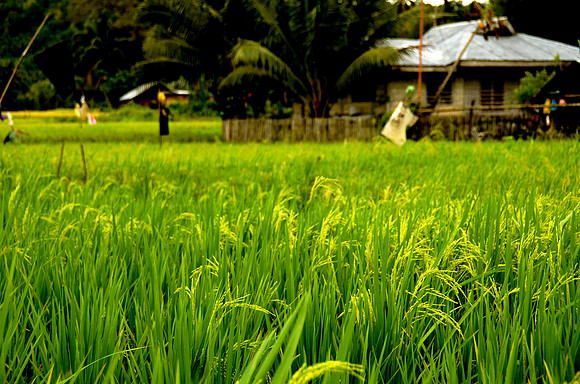 Rice Paddies, Bohol