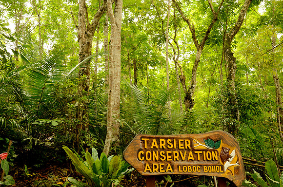 Tarsier Sanctuary, Bohol