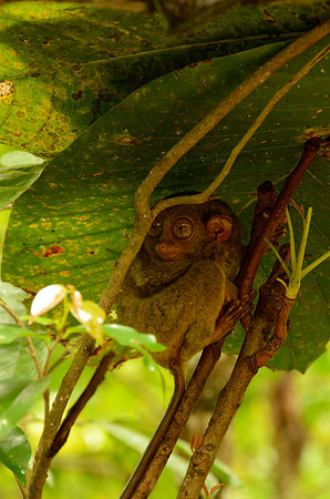 Tarsier, Bohol