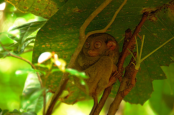 Tarsier, Bohol