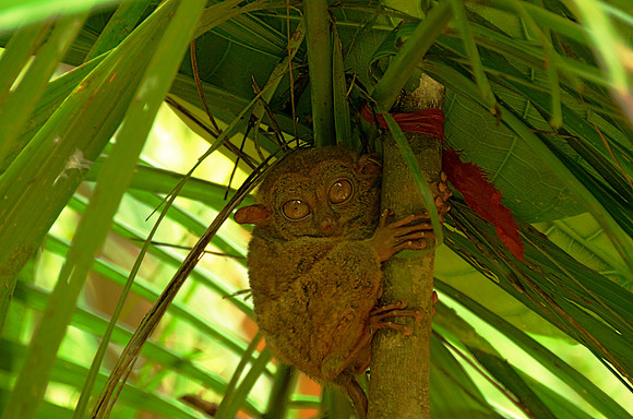 Tarsier, Bohol
