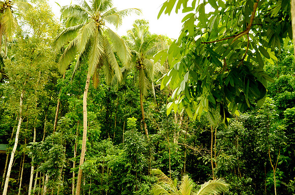 Bohol Rainforest