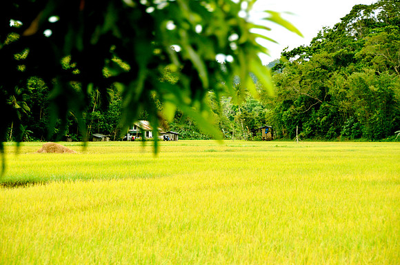 Tropical Bohol