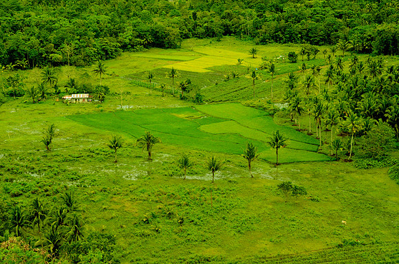 Bohol