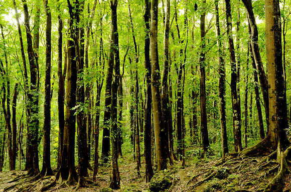 Man Made Forest, Bohol