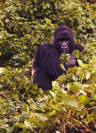 Gorilla, Zaire