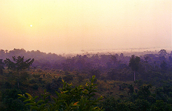 Cameroun Rainforest