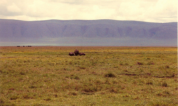 Rhino, Ngorongoro Crater, Tanzania