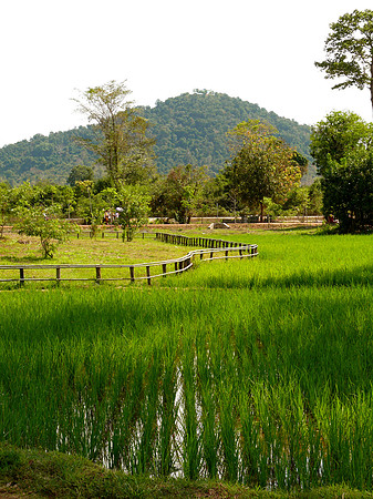 Rice Paddies