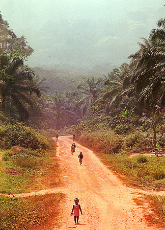 Cameroun Rainforest