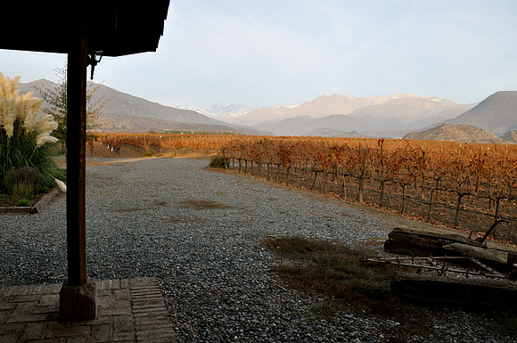 Vineyard