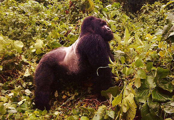 Gorilla, Zaire