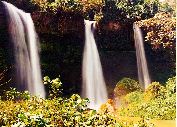 Cameroun Rainforest