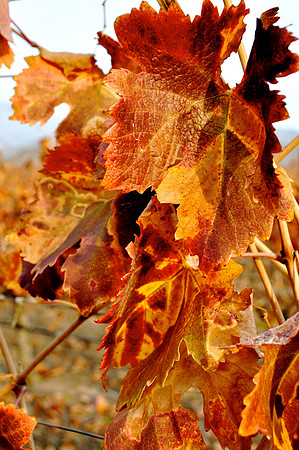 Vines
