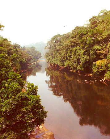 Cameroun Rainforest