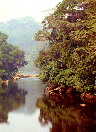 Cameroun Rainforest