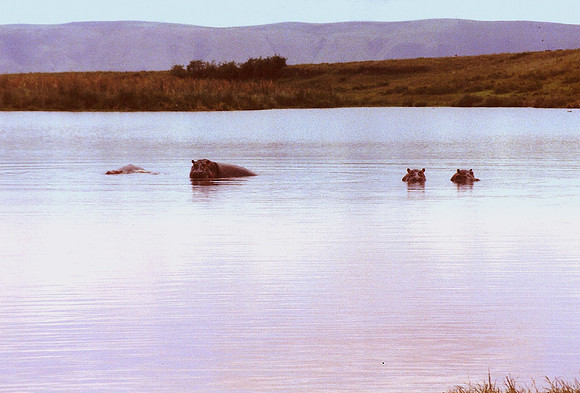 Hippo, Ngorongoro Crater, Tanzania