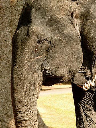 Elephant
