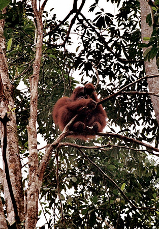 Orangutan