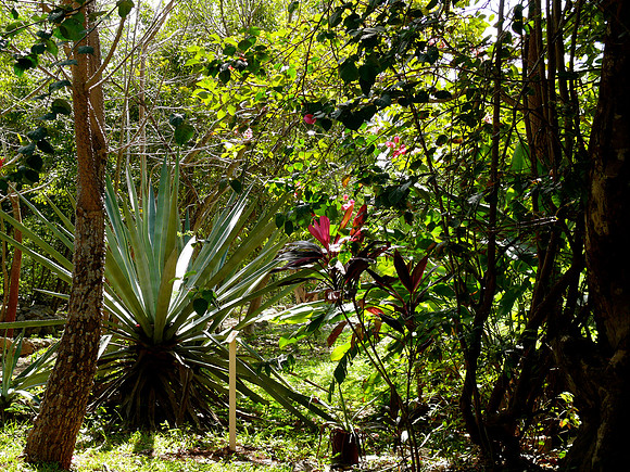 Yucatán Vegetation