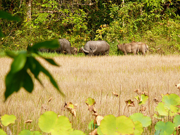 Water Buffalo