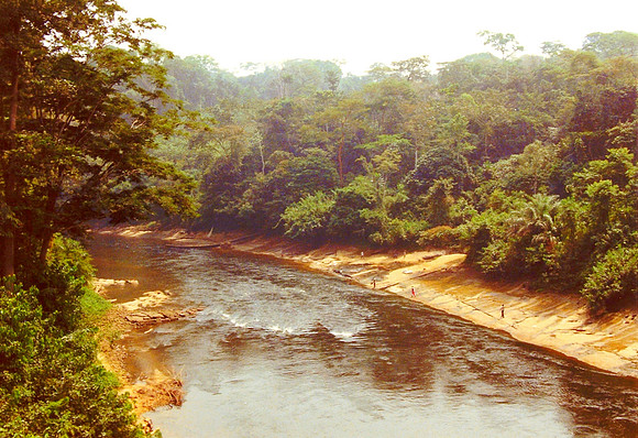 Cameroun Rainforest