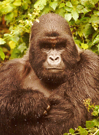 Gorilla, Zaire