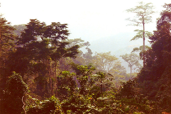 Cameroun Rainforest