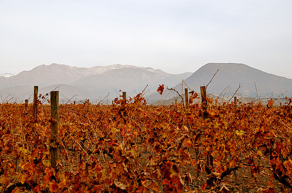 Vineyard